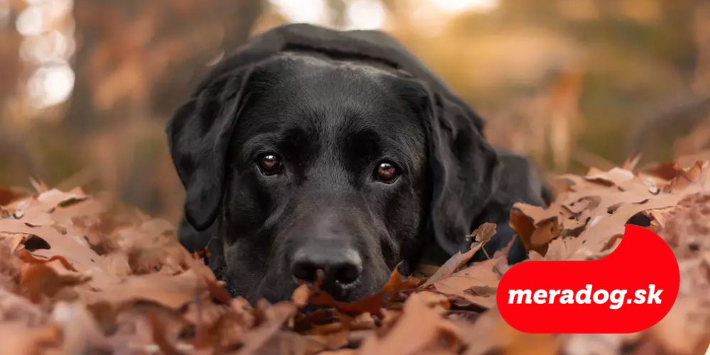 Labradorský retríver